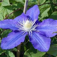 Clematis William Kennett - Early Summer Flowering Clematis