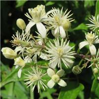 Clematis Vitalba