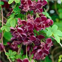 Akebia quinata - Chocolate Vine