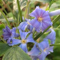 Clematis Wyevale