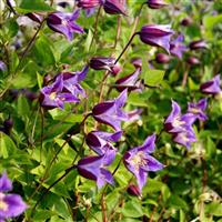 Clematis Prince William