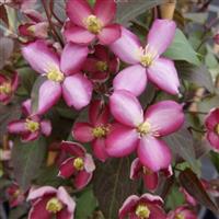 Clematis montana Van Gogh - Spring Flowering Clematis