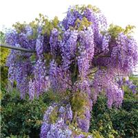 Wisteria sinensis Prolific - Blue Climbing Wisteria