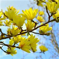 Large 3-4ft Magnolia Sun Spire - Tulip Tree