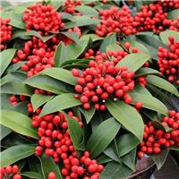 Skimmia japonica Reevesiana - Covered in Berries