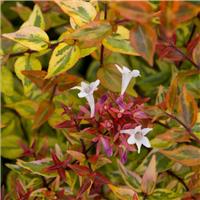 Abelia Kaleidoscope - Multicoloured Abelia