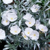 Convolvulus cneorum - Convolvulus - Silver Bush