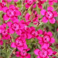 Dianthus deltoides 'Brilliant'
