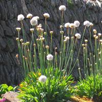 Armeria pseudarmeria Ballerina White - Large flowered Thrift