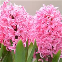 Trio Pot Pink Hyacinths in Bud - Pack of EIGHT