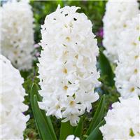 White Hyacinth Trio in Bud & Bloom