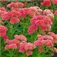 Sedum Herbstfreude - Autumn Joy - Stonecrop Plants