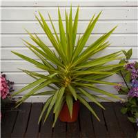 LARGE Patio Adams Needle Yucca Jewel Palm Trees - Approx 100-120cm