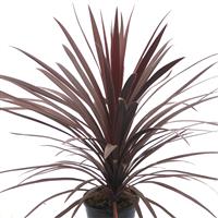 Cordyline australis Red Star - Purple Torbay Palm - 80-120cm LARGE SPECIMEN