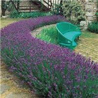 Lavandula angustifolia - English Lavender Pack of TEN Plants