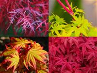 Amazing Acers - Japanese Maple Collection