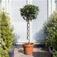 Double Helix Twisted Spiral Stem Standard Topiary Bay Tree - Statement Plant