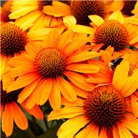 Echinacea Prima Saffron - Rich Egg yolk shaded Blooms