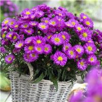 Michaelmas Daisy - Aster Rubin - PINK TOPAZ - Flowering Aster Plants