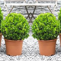 PAIR of MINI Topiary Buxus BALLS - Stylish Contemporary Box Ball PLANTS