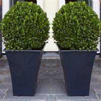 Pair of Premium Quality Topiary Buxus BALLS with stylish contemporary Flared SLATE BLACK Planters