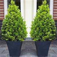 Pair of Premium Quality Topiary Buxus PYRAMIDS with stylish contemporary Flared SLATE BLACK Planters
