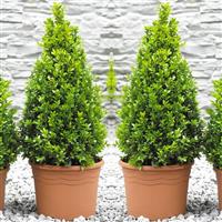Pair of Premium Quality Topiary Buxus PYRAMIDS - Stylish Contemporary Plants