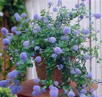 Ceanothus thyrsiflorus repens - Californian Lilac - Pack of THREE Plants