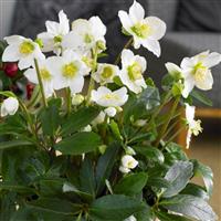 Helleborus niger - White Hellebore in Bud & Bloom