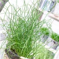 Juncus effusus Spiralis - Curly Whirly Corkscrew Rush