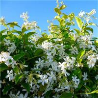 Star Jasmin - Fragrant Evergreen Trachelospermum Climber Pyramid in Bud & Bloom