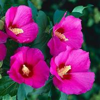 Three Plant Hibiscus Collection
