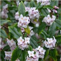 Daphne bholua Jacqueline Postill