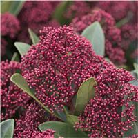 Skimmia japonica Rubella - Pack of Three Plants
