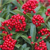 Skimmia japonica Temptation
