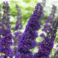 Buddleja davidii Black Knight - Buddleia - Butterfly Bush