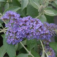 Buddleja Lochinch - Buddleia Butterfly Bush