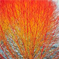 Cornus Midwinter Fire - Winter Beauty Dogwood - Pack of Three