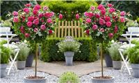 Pair of Patio Standard PINK Rose Trees circa 100cm tall - In Bud and Bloom
