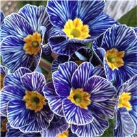 Primrose Blue Zebra - Zebra Blue Perennial Primula Plants
