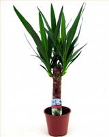 Indoor Yucca Tree - Perfect to Brighten up the Home