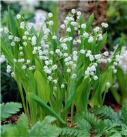 BULK PACK - Lily of the Valley - Convallaria majalis - Pack of 50 bulbs