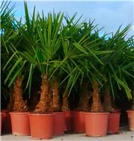 Trachycarpus fortunei - LARGE Hardy Windmill Palm - 80-120cms