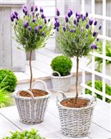 Pair of Beautiful French Lavender Trees in Bud & Bloom