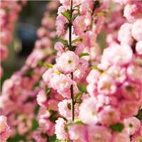 Prunus triloba 'Rosemund' - Compact Double Flowering Cherry-Almond SHRUB - In Bud & Bloom