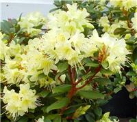 Rhododendron Princess Anne - Dwarf Rhododendron