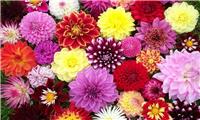 Premium varieties Dahlia Collection - Breeders Special Mix - Pack of TEN