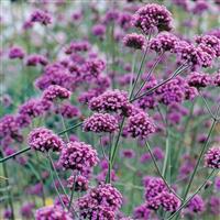 Verbena bonariensis - Pack of THREE