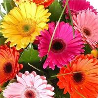 Gerbera Plants - Selection of Three Beautiful Hardy Gerberas - In Bud & Bloom