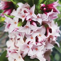 Daphne Perfume Princess - Worlds most fragrant Shrub - New Variety